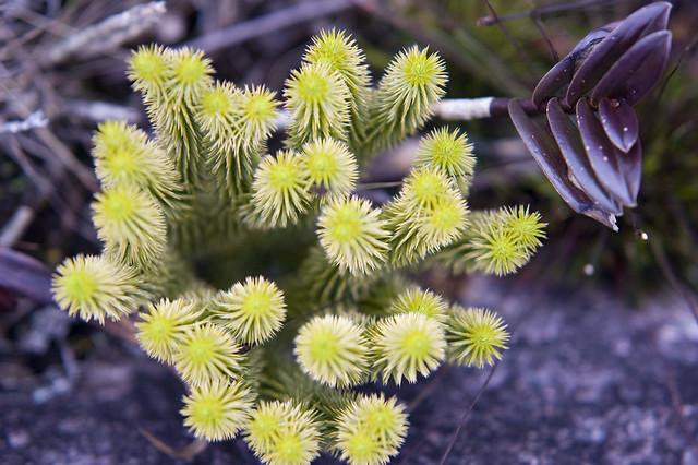 Flora do Monte Roraima
