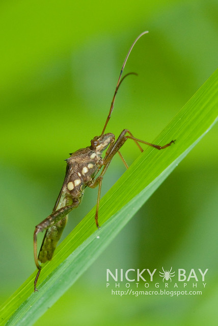 Broad-Headed Bug (Alydidae) - DSC_6951