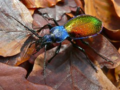 Ground Beetle (Chrysotribax hispanus) - Photo of Murat-sur-Vèbre