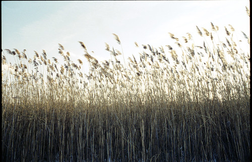 newyork film grass 35mm pentax marsh piermont mesuper