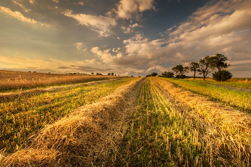 sunset yellow harvest wheat magic grain moravian trees tree sky season scenic scenery rural plant outdoor nature landscape land idyllic horizon green grass forest field farm evening environment day countryside country cloudy clouds cloud beauty beautiful background agriculture