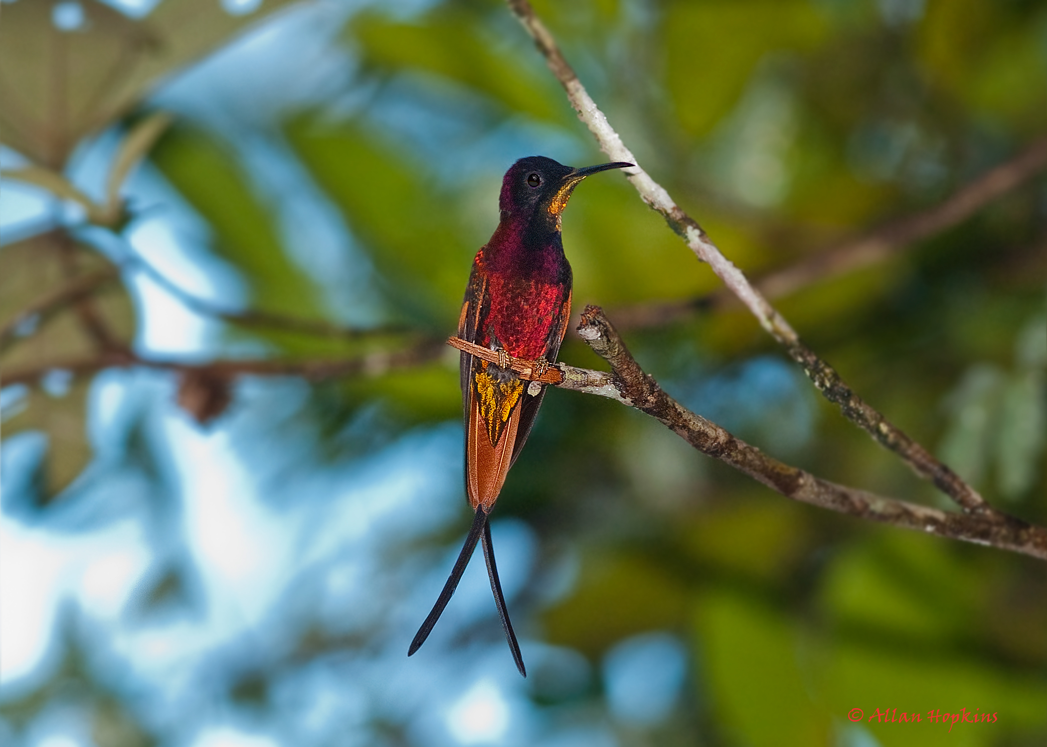 Crimson Topaz hummingbird (Topaza p. pella) male 1 | Flickr - Photo Sharing!2100 x 1500