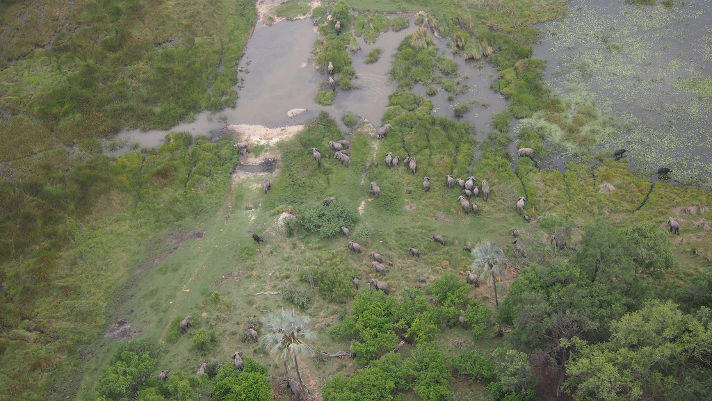 Okavanga Delta - Scenic flight