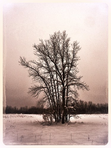 winter sky snow tree field dark landscape december me2youphotographylevel1 me2yoyphotographylevel1