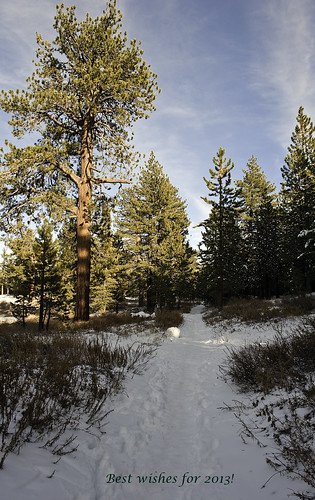 california trees winter snow forest landscape pines venturacounty mtpinos