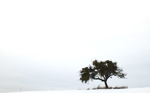 winter snow tree appletree mistle berus sarrland