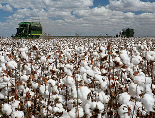 Campo de algodón en Uzbekistán
