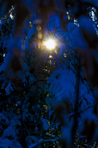 winter sun snow tree sunrise snowcoveredtree 365dayproject nikond3100