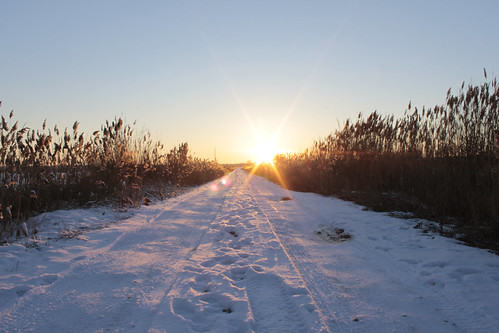 road sunset snow tracks grasses bannermarsh illinoisdepartmentofnaturalresources