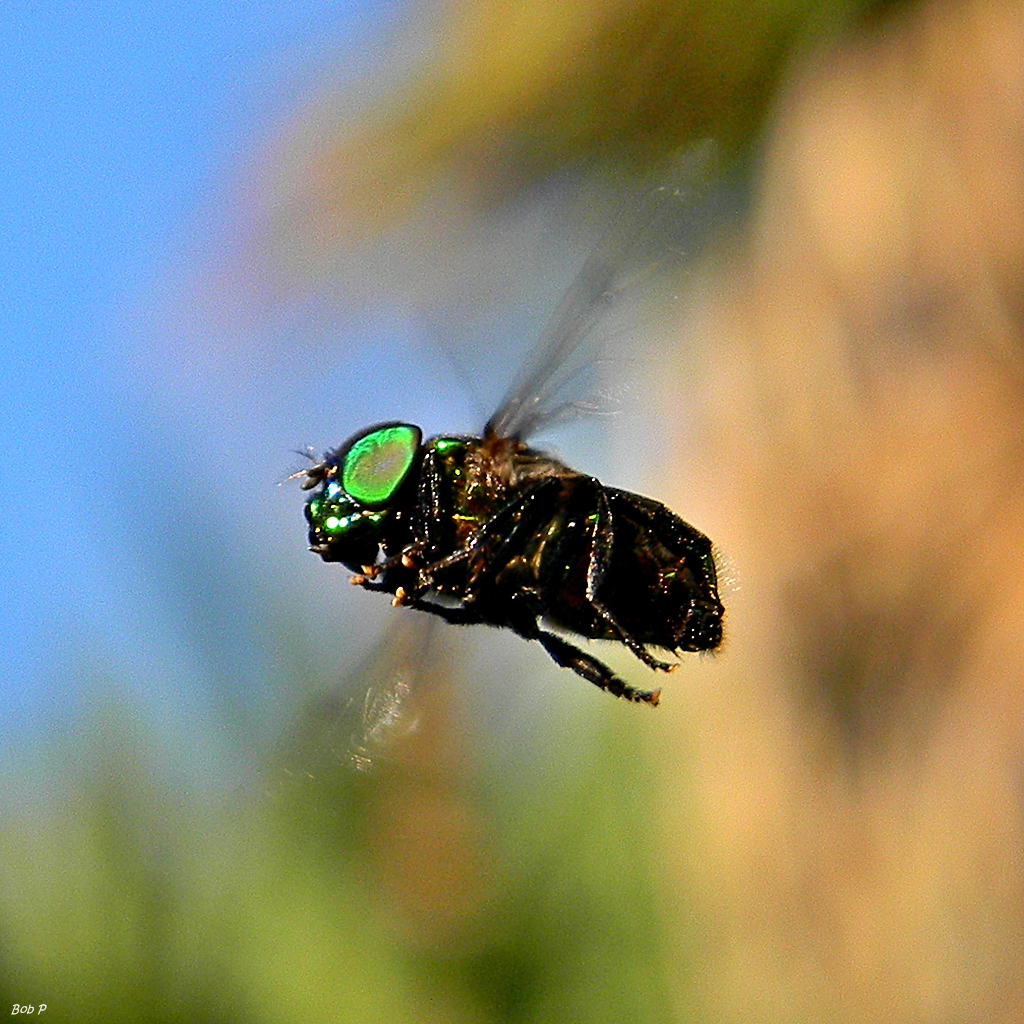 Fly green. Hoverfly.