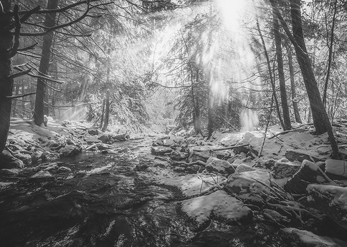 trees winter blackandwhite snow nature forest photography nikon pennsylvania d700 poevalley colingallagher lensblr photographersontumblr