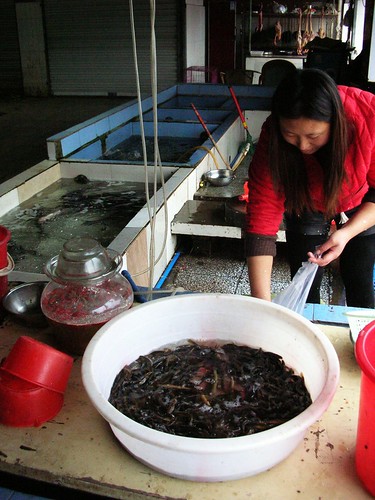 china fish markets sichuan eels yibin nananindoormarket