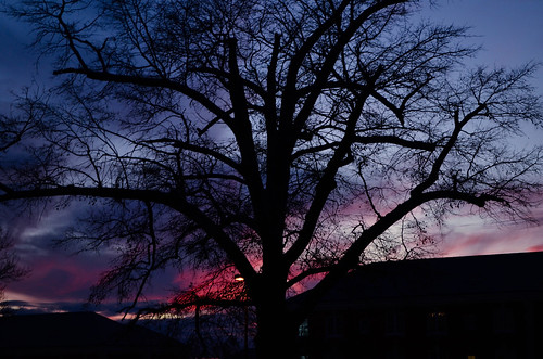 sunset tree purple