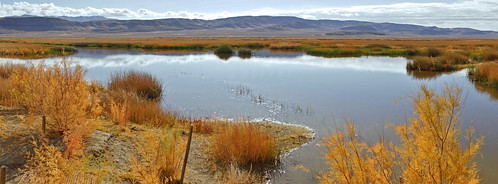 wildlife nevada national marsh stillwater refuge a65v
