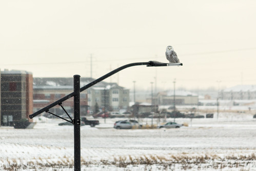 nature owl snowowl birdsofprey snowyowl suburbanwildlife urbanbird