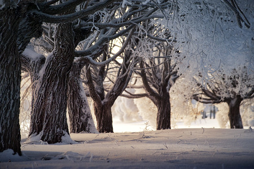 park trees winter snow sunrise varkaus