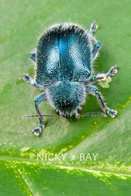 Blue Beetle - DSC_0944