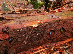 Ground Beetles (Carabus hispanus and Carabus problematicus) hibernating under bark in a rotten log ... - Photo of Murat-sur-Vèbre