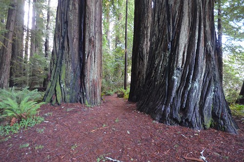 redwoods stoutgrove coastalredwoods jedediahsmith jedediahsmithredwoods jedediahsmithredwoodsstatepark jedediahsmithstatepark jedidiahsmith stoutmemorialgrove jedediahsmithpark