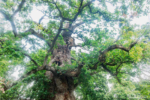 broceliande arbre arbreremarquable concoret bretagne chêneàguillotin tree nature king roi doyen feuille vert green bzh hautebretagne morbihan