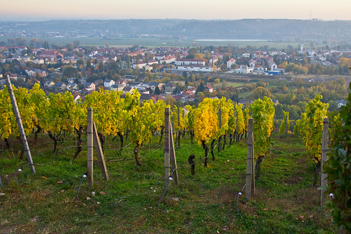 autumn germany deutschland vineyard saxony herbst sachsen weinberg