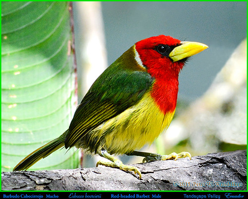 redheadedbarbet redheadedbarbetmale redheadedbarbetinecuador barbet eubuccobourcierri eubucco capitonidae barbudocabecirrojo barbudo ecuadorbarbets southamericanbarbets ecuadorbirds southamericanbirds neotropicalbirds pachaquindenaturerefuge oldnonomiindoroad viejocaminoanono tandayapavalley pichincha ecuador photobypeterwendelken peterwendelken ngc