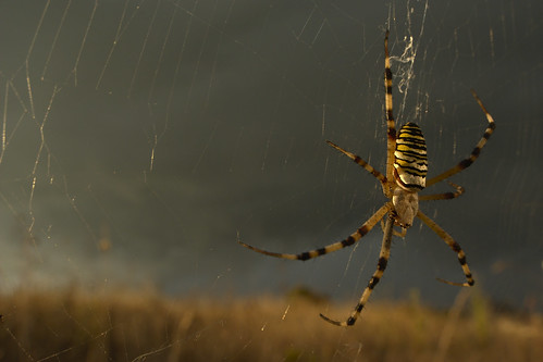 macro laowa nikon d7100 wideangle grandangolo sunset spider ragno ragnovespa