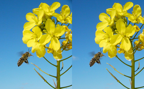 Apis cerana japonica, stereo parallel view
