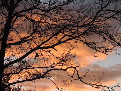 afternoon tree clouds silhouette hercules california branches dusk cloudy sunset nikonp310