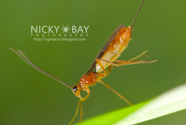 Ichneumon Wasp? (Ichneumonidae) - DSC_3597