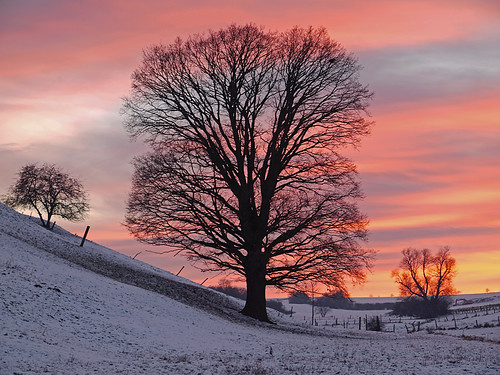 winter sunset snow oak sundown willow eiche bestevercompetitiongroup bestevergoldenartists kurtpeiserexcellence besteverexcellencegallery