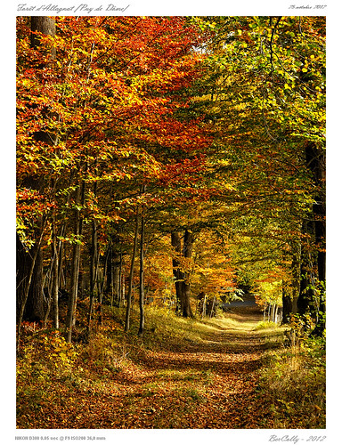 autumn france forest automne google flickr beech auvergne bois puydedome bercolly allagnat