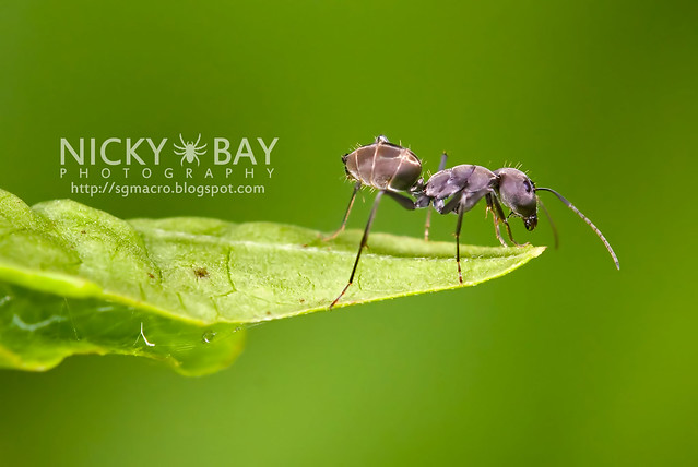 Ant (Formicidae) - DSC_1543