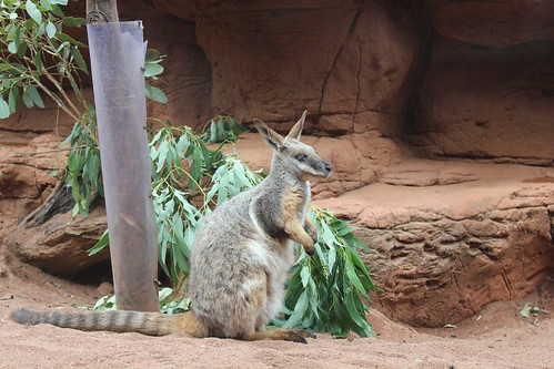 Yellow-footed Rock Wallaby, Wild Life Sydney Zoo, Darling Harbour, Sydney