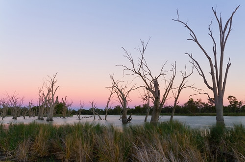 sunset dusk australia rivers southaustralia riverland rivermurray kingstononmurray rivergums