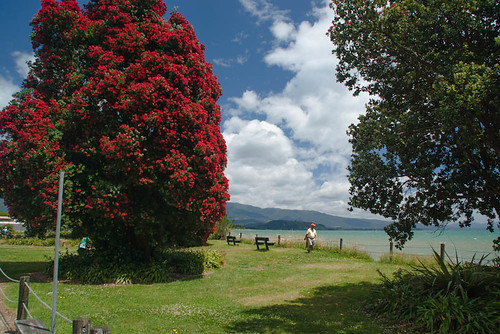 flowers trees sea newzealand sky people plants water grass sign clouds fence bench seats nz southisland takaka pohutukawa goldenbay