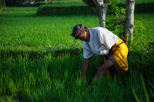 morning portrait bali man green yellow sunrise countryside rice campuhan