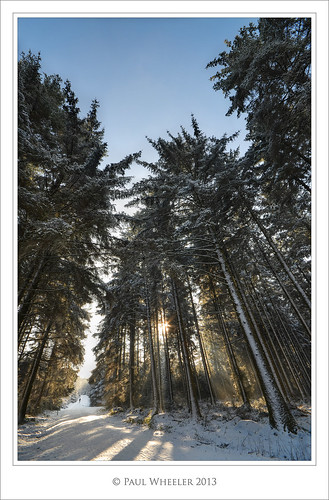 wood trees winter portrait england white snow sunshine britain path devon dartmoor spruce hdr bellever