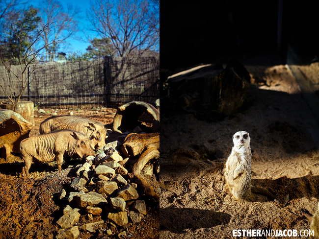 Timon and Pumbaa Zoo Atlanta | Tourists at Home Atlanta Edition