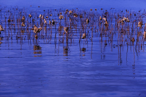 lake water japan landscape lotus shiga 琵琶湖 ハス 烏丸半島