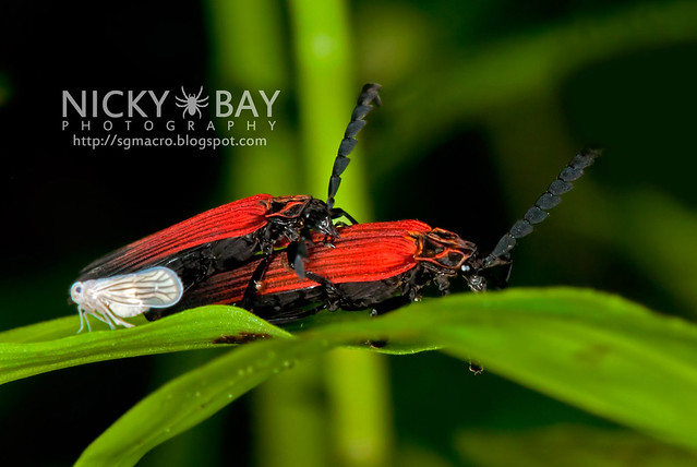 Net-Winged Beetles (Lycidae) - DSC_2420