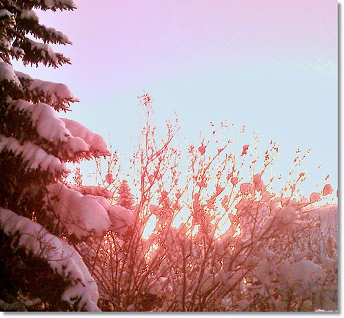 winter light snow garden syren lilac gran spruce snö boden musictomyeyes ljus 1001nightsmagiccity