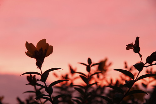 sunset sky plant flower yellow