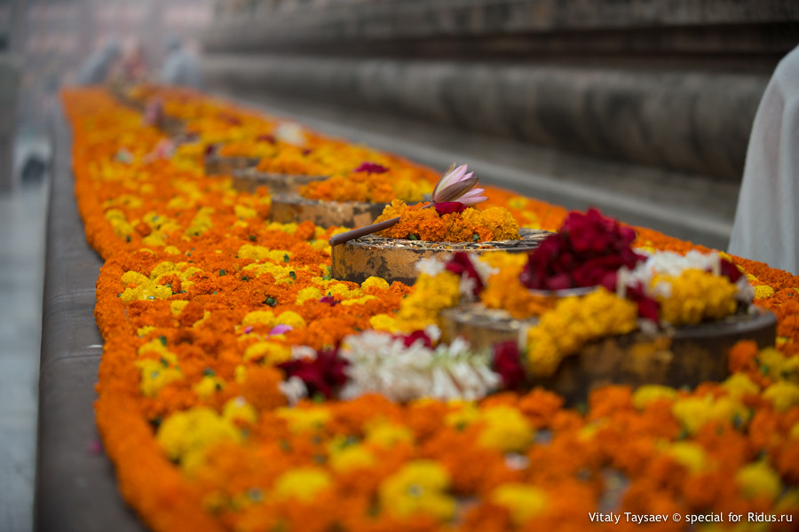 Mahabodhi flowers