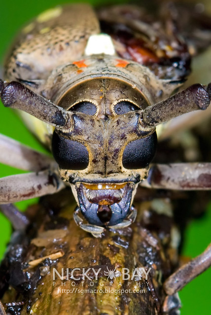 Longhorn Beetle (Batocera rubus) - DSC_9132