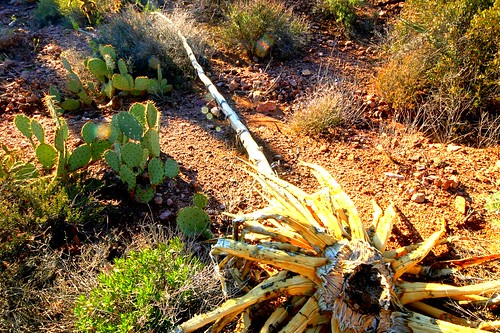 sunset arizona cactus usa mountains southwest dusty sonora cacti december desert hiking adventure trail environment daytime vistas sonoran superstition arid mesa daytrip 2012 sagauro goldcanyon coolclouds bluffsprings