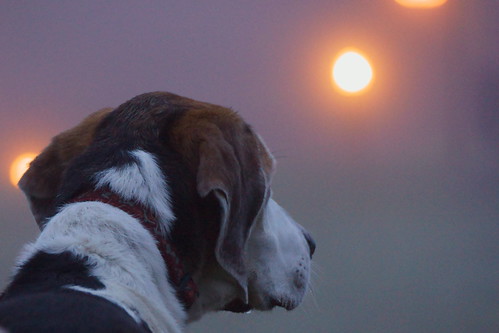 winter dog misty scotland laurence universityofglasgow garscubeestate trailhound “flickraward” sonyafdt18250mmf3563 “flickrawardgallery” blinkagain sonyslta77v ronniebarron rcb4j