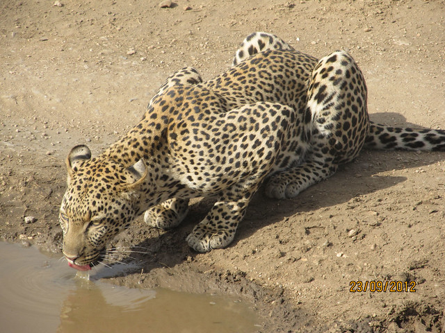 Leopard drinking from water hole