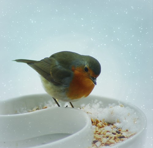 winter snow bird robin closeup feeding pentax tamron70300 k200d bestevercompetitiongroup