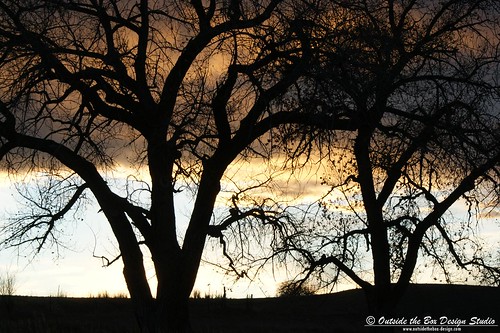 trees light sunset silhouette twilight cottonwood berthoud larimercounty